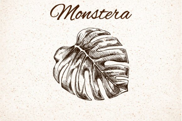 Monstera Leaf Clipart for Graphics and Illustrations
